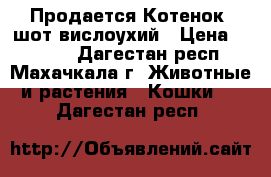 Продается Котенок  шот.вислоухий › Цена ­ 5 000 - Дагестан респ., Махачкала г. Животные и растения » Кошки   . Дагестан респ.